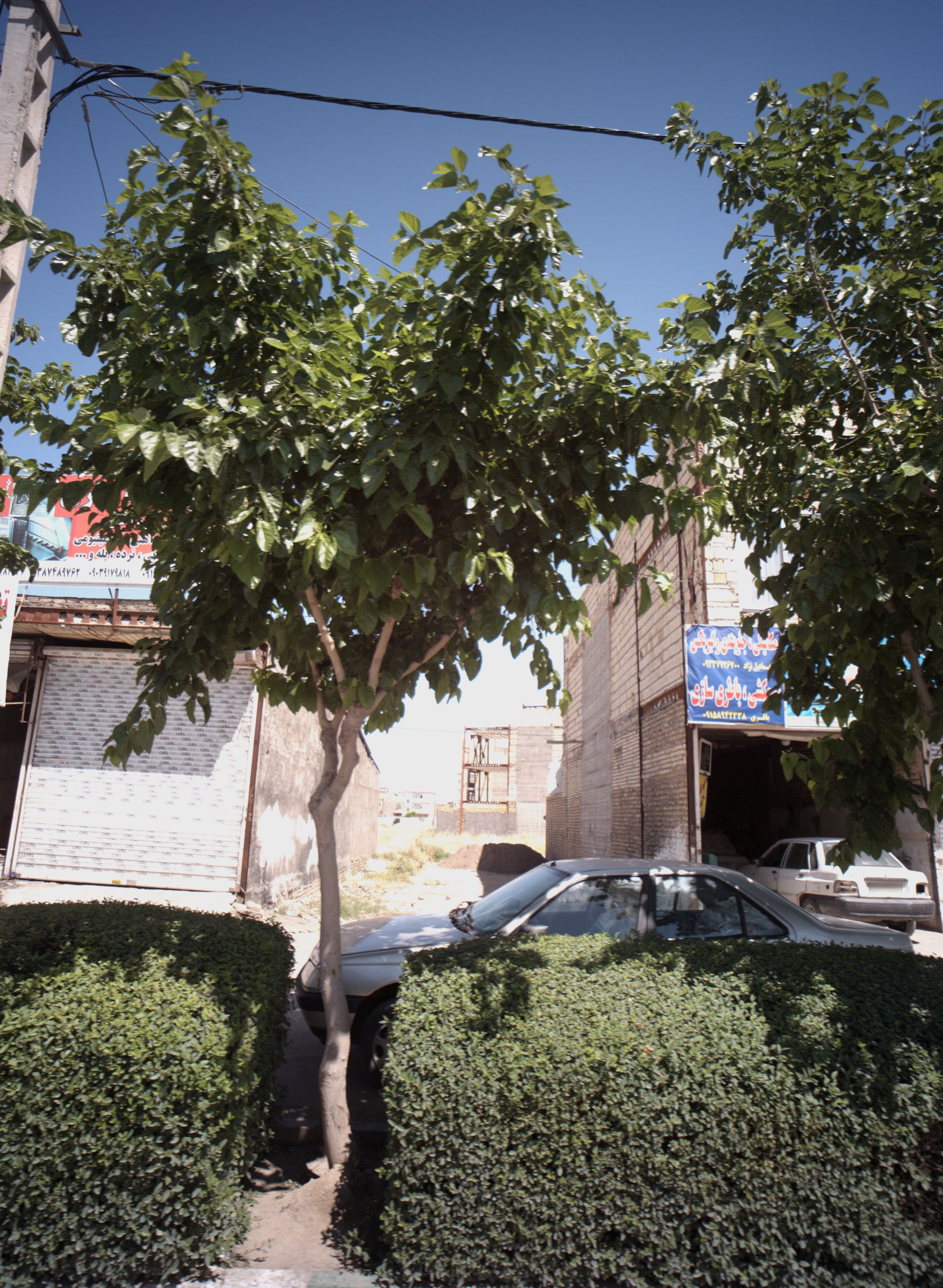 مکانیکی و خدمات برق اتومبیل