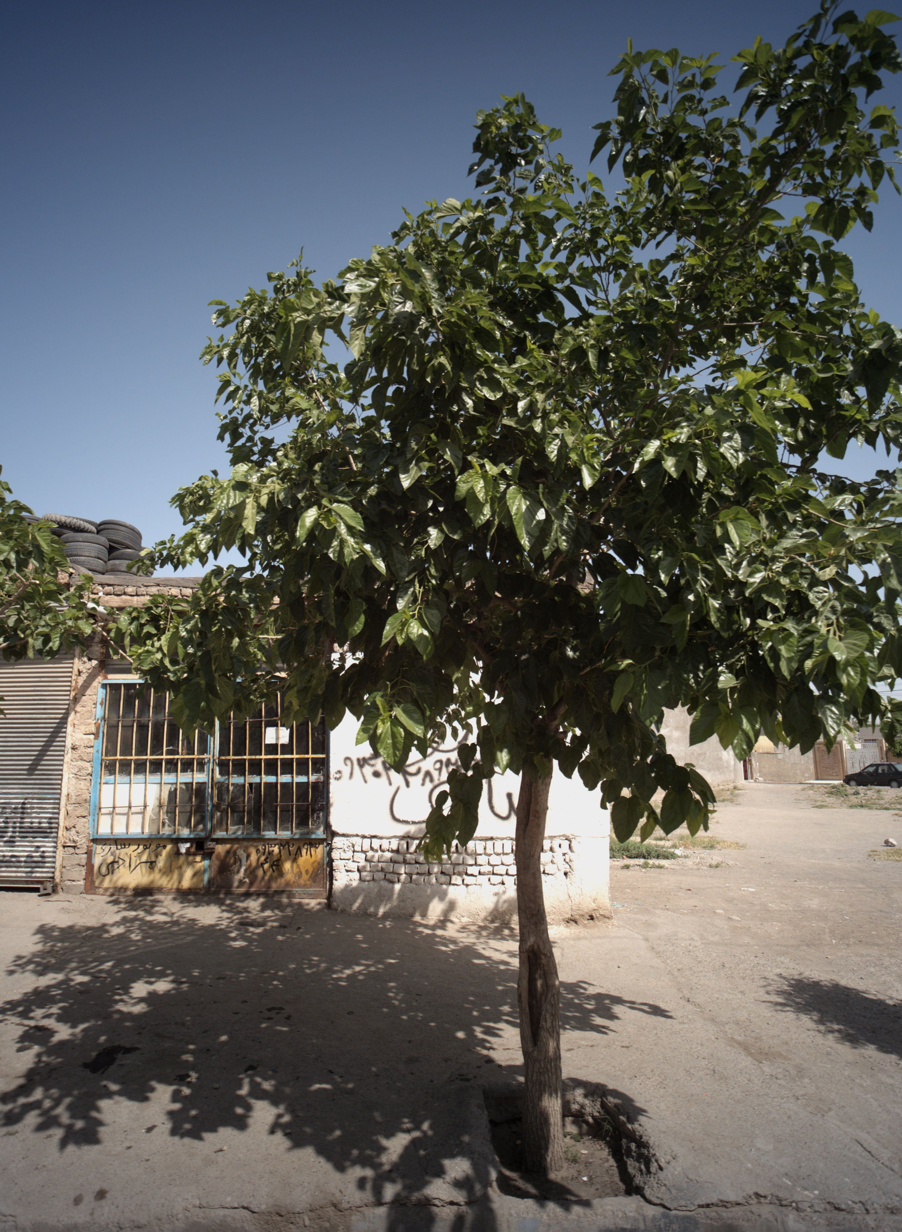 موتور سازی مرادی